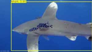 Marine Organisms Detection and Classification using Deep Learning - Yolo8n - Image 2