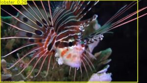 Marine Organisms Detection and Classification using Deep Learning - Yolo8n - Image 3