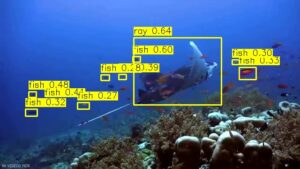 Marine Organisms Detection and Classification using Deep Learning - Yolo8n - Image 4